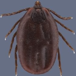 Brown tick